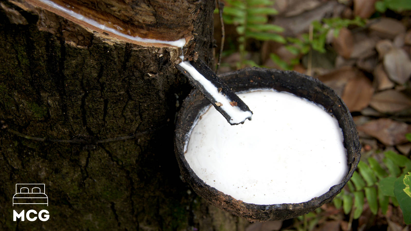 latex being extracted from a rubber tree