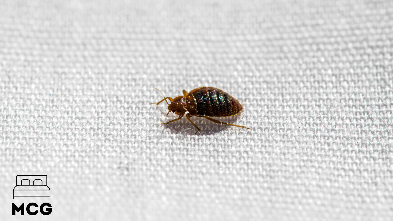 bed bug crawling across a mattress