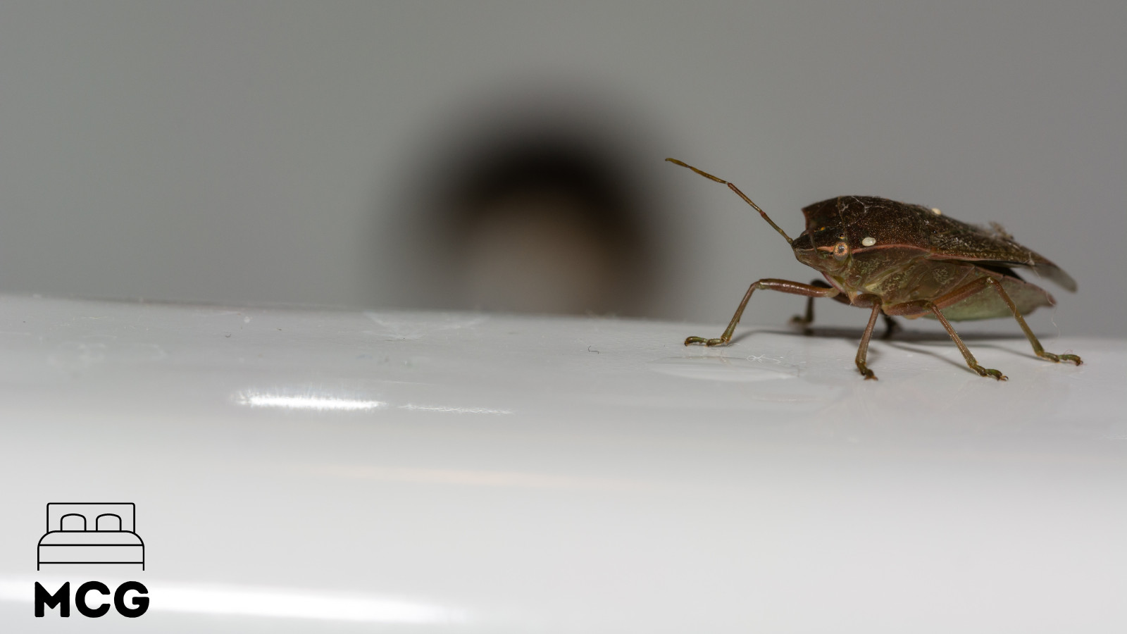 bed bug crawling on a mattress