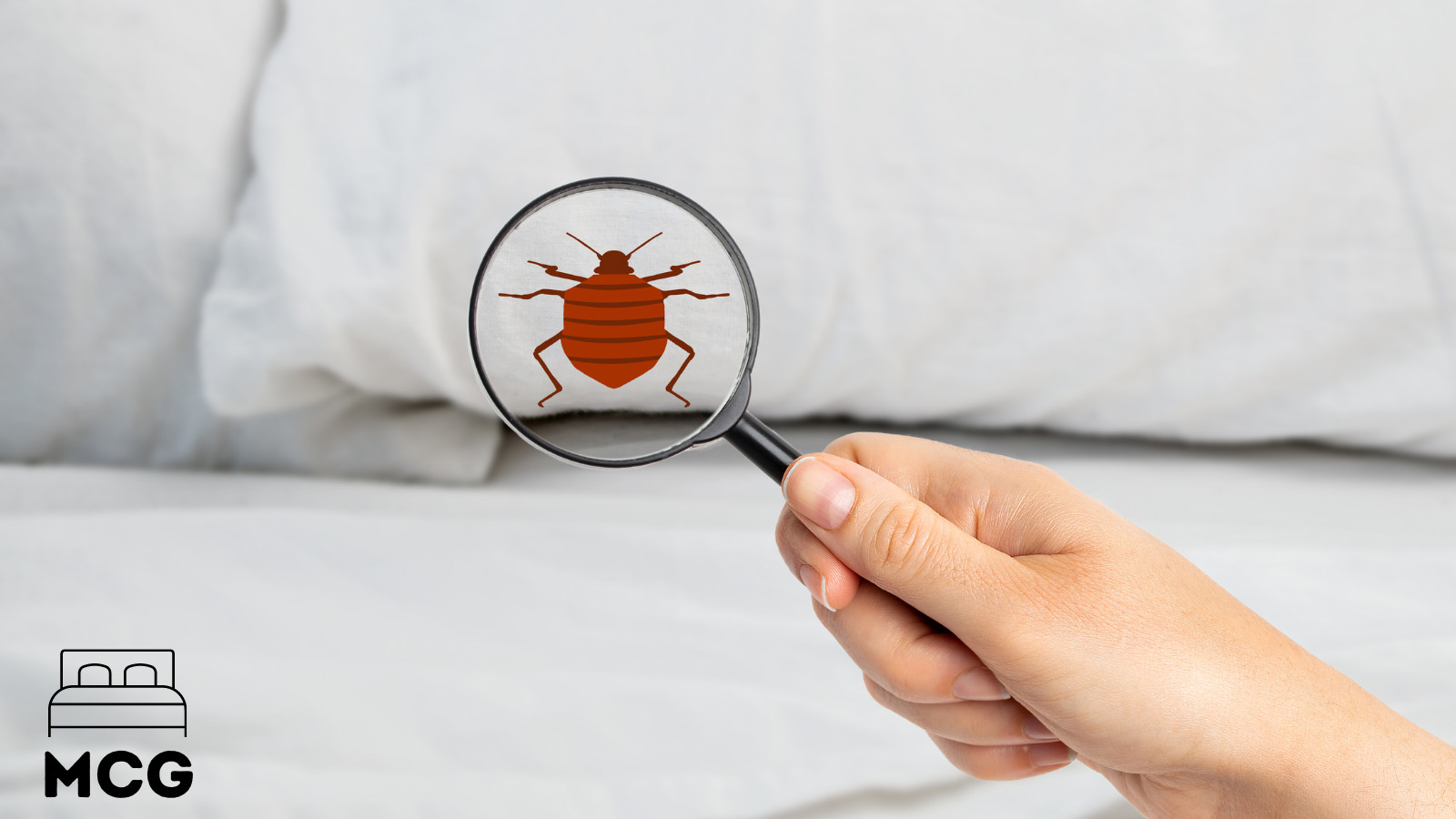 bed bug under a magnifying glass