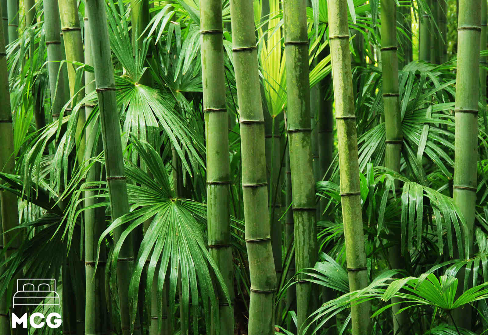 bamboo stalks in a forest