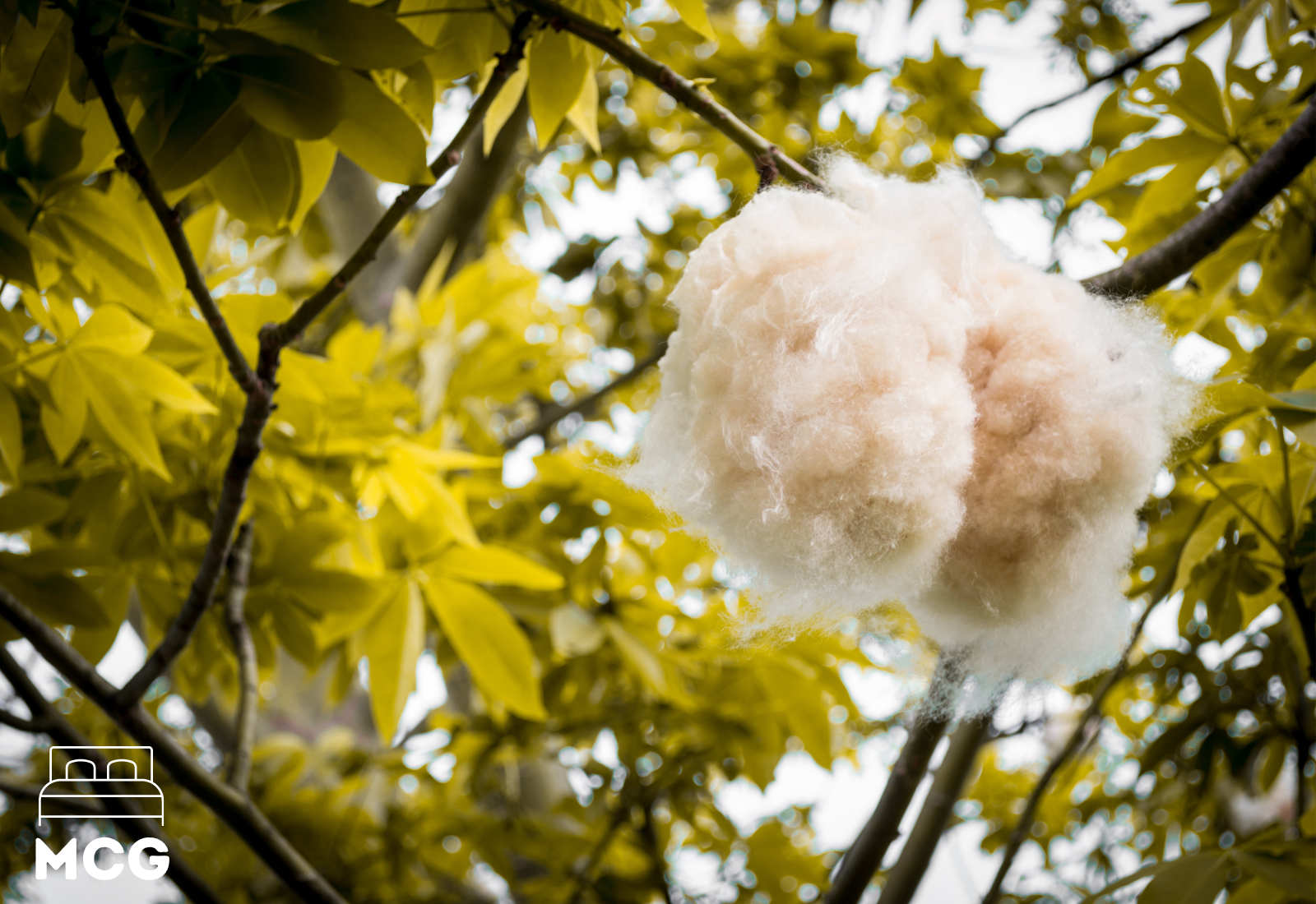 kapok pillow fiber growing in a kapok tree