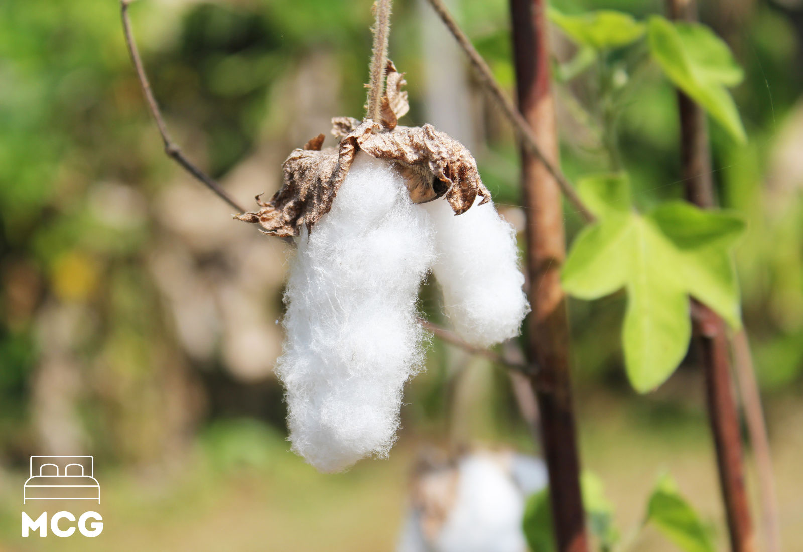 kapok growing in a kapok tree