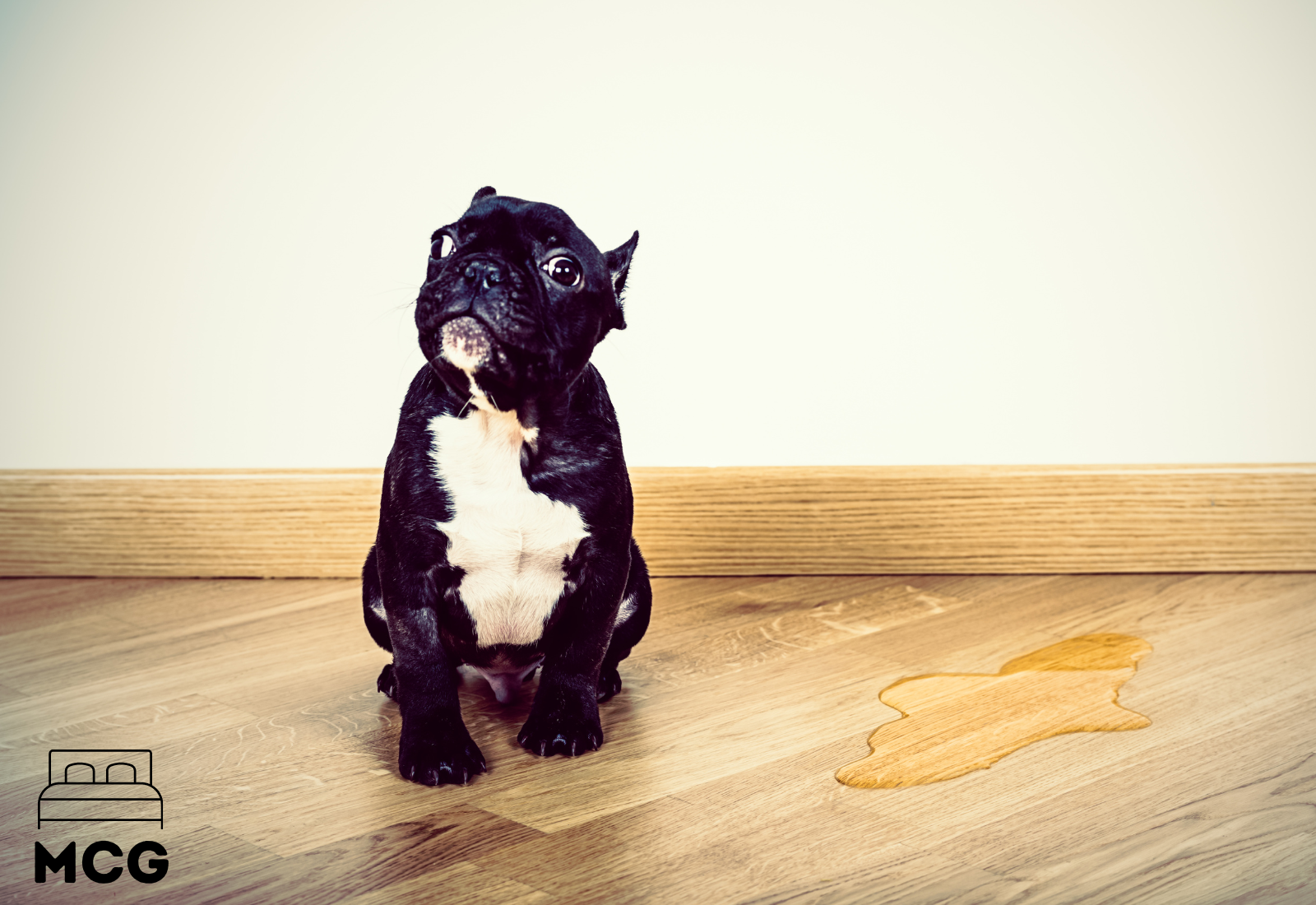 a dog and a pee stain on the floor