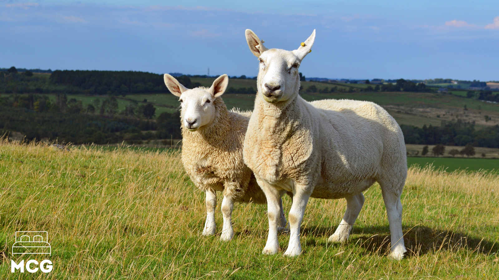 two sheep with wool coats