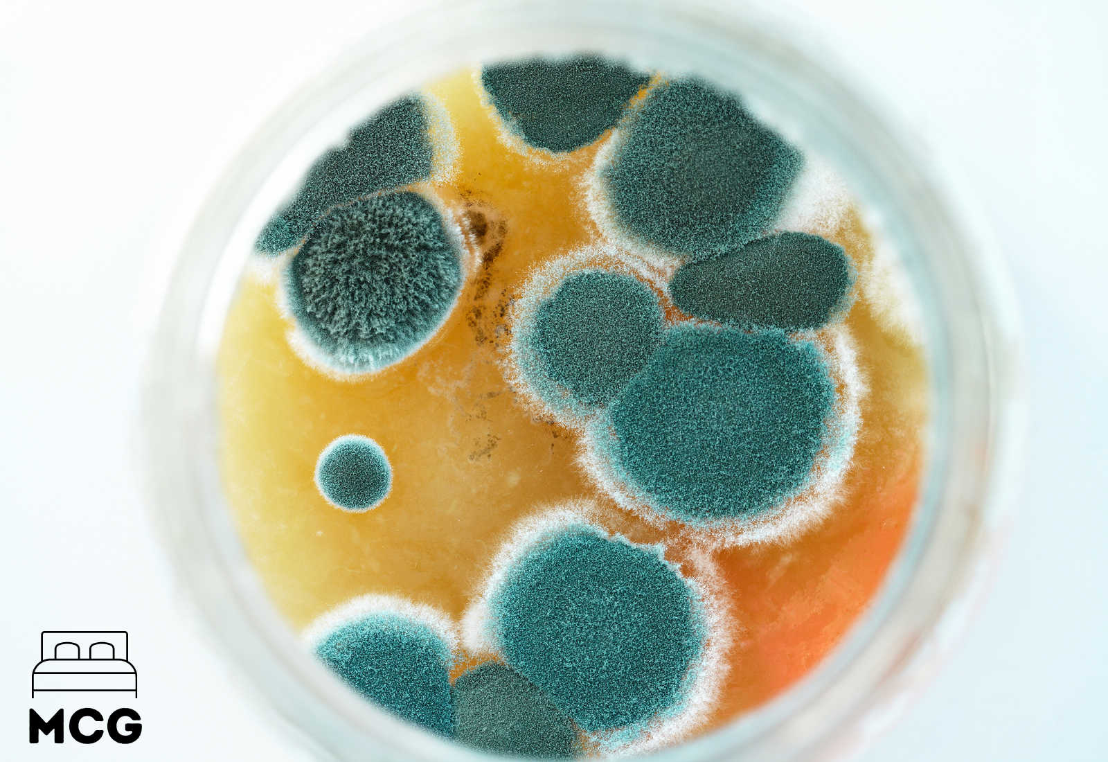 mold growing in a petri dish